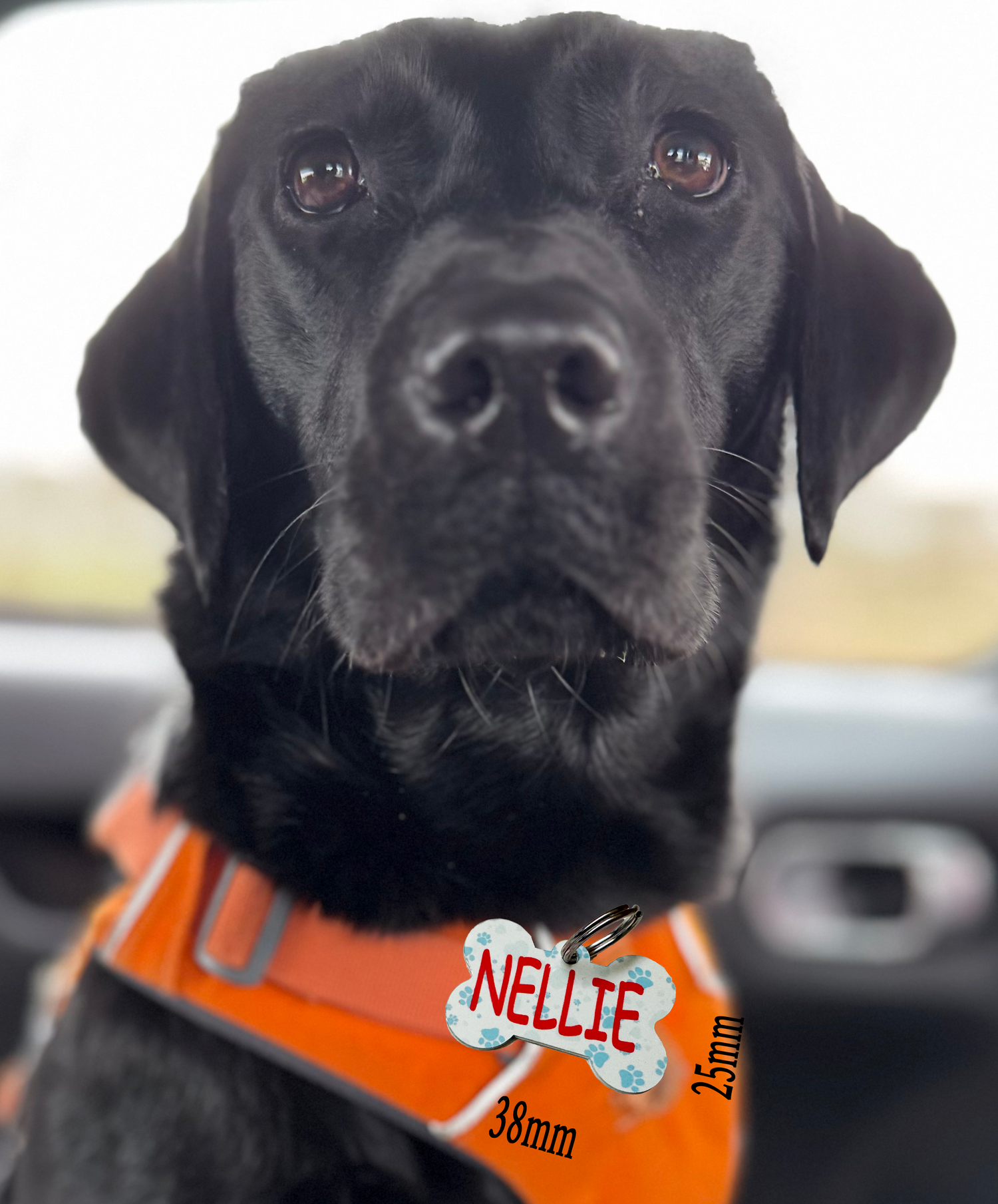 Dog Tags